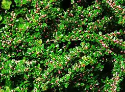 Cotoneaster horizontalis en fleurs.