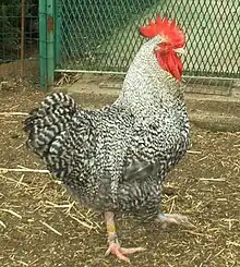 Coq Marans coucou argenté