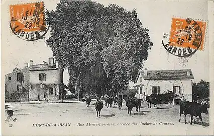 Arrivée des coursières à Mont-de-Marsan en provenance des prairies avoisinantes. À demi sauvages, elles traversent les rues jusqu'aux arènes devancées par une vache d'élevage qu'elles suivent docilement au son de sa cloche.
