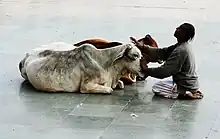 Hindou en prière face à une vache sacrée.