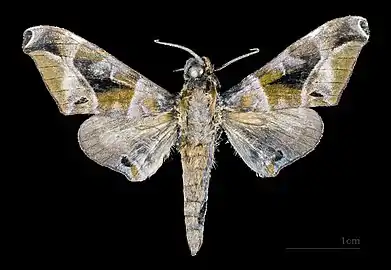 Face dorsale du mâle MHNT.