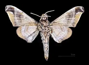 Revers du mâle MHNT.