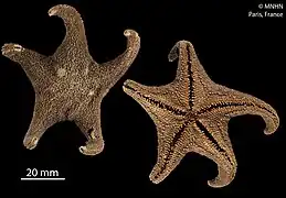 Perknaster fuscus (MNHN).