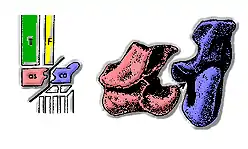 À droite schéma de l'agencement des os du tarse, à gauche, dessins de l'imbrication entre l'astragale (en rouge) et le calcanéum (en bleu).