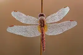 Crocothemis erythraea mâle tôt le matin dans le Parc national de Chitawan au Népal. Décembre 2019.