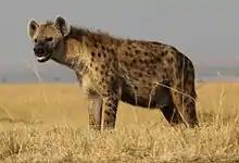 Une hyène vue de trois-quart face gauche en pleine savane.