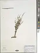 Crotalaria graminicola.