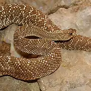 Cascabelle ou Crotalus durissus terrificus
