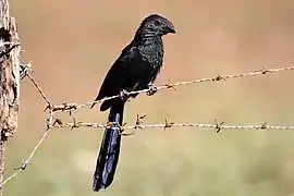 Crotophaga sulcirostris