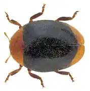 Cryptolaemus montrouzieri, une Coccidulinae.