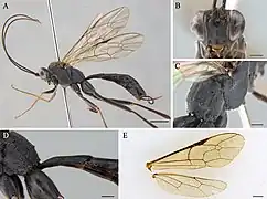 Cryptopimpla pentagonalis.