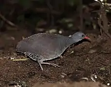 Crypturellus tataupa (Tinamiformes).