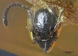 Spécimen ANTWEB1032421 - Tête.