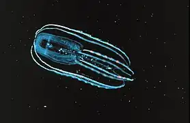 Bolinopsis infundibulum