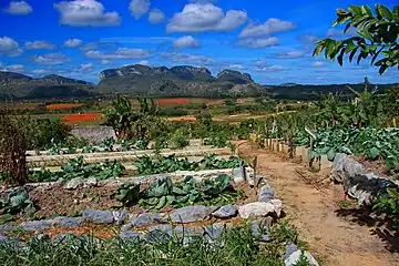 Vue sur la vallée depuis Viñales