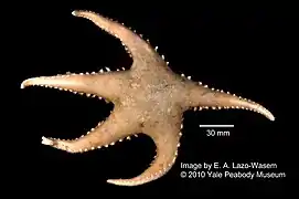 Cuenotaster involutus (fraîche).