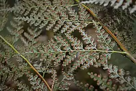 Feuiles vues du dessous.