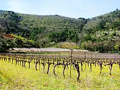 Vignes et pâquerettes.