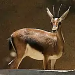 gazelle de Cuvier (femelle)