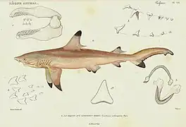 Dessin scientifique (relativement incorrect) du XIXe siècle.