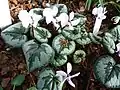 Cyclamen coumf. pallidum.