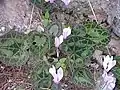 Cyclamen graecumà l'île de Spetses.