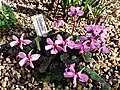 Cyclamen alpinum