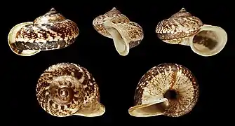 Cyclophorus perdix, un Architaenioglossa