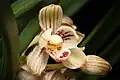 Cymbidium ensifolium