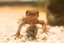 Un triton noir de face. On distingue son ventre, de couleur rouge teintée de tâches noires.