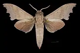 Avers du mâle (coll.MHNT)