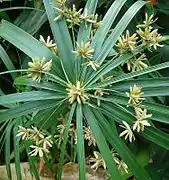 Ombelle avec inflorescences