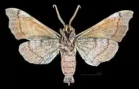 Revers du mâle (coll.MHNT)