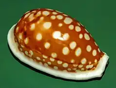 Cribrarula cribraria.