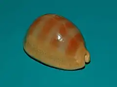 Lyncina sulcidentata.