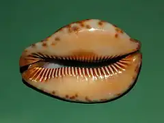 Trona stercoraria, Sénégal. Vue ventrale.