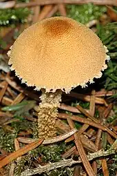 Cuticule furfuracée(Cystoderma amianthinum)