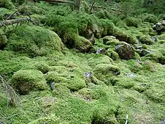 Lieu-dit la Glacière.