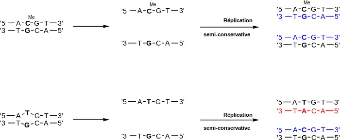 Dans une cellule, si une 5-méthylcytosine de l'ADN désamine en thymine sans que cela soit corrigé et que la division cellulaire a lieu, une mutation GC → AT apparaît dans la cellule fille possédant le brin d'ADN mère sur lequel s'est produit la transition.