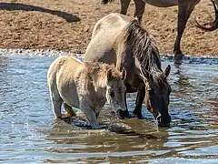 Chevaux sauvages de Dülmen buvant dans un cours d'eau.