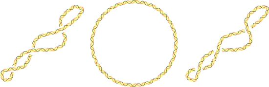 Trois topoisomères d'ADN :  surenroulé négativement, relâché et surenroulé positivement