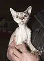 Devon rex blue tabby point