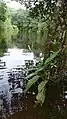 Pied de Spathiphyllum humboldtii au bord de la Mataroni (Régina, Guyane)