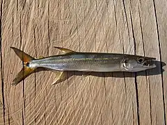 Boulengerella cuvieri.