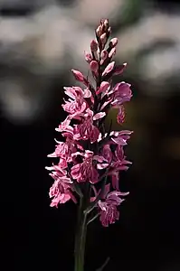 Dactylorhiza maculata.