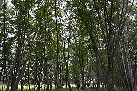 Forêt dans le raïon.