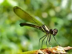 Rhinocypha aurofulgens
