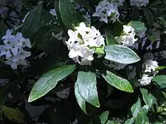 D. odora  ‘alba’