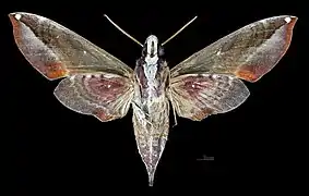 Revers de la femelle(coll.MHNT)