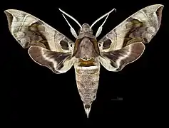 Avers du mâle(coll.MHNT)